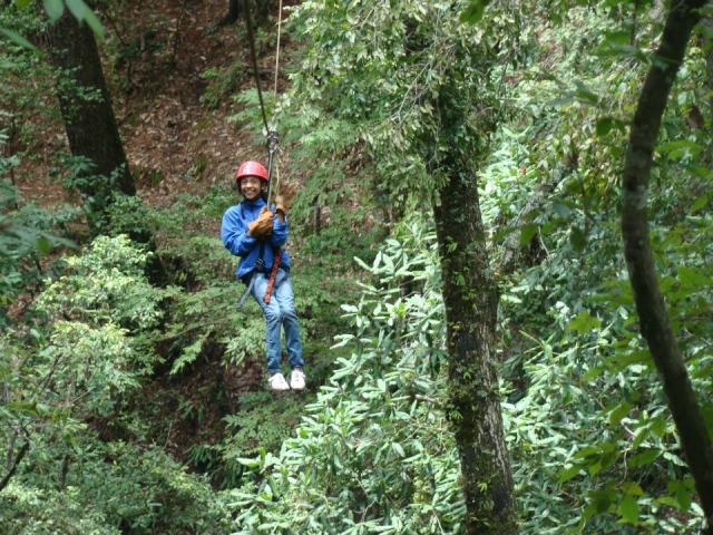 Volando sobre arboles